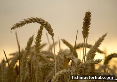 捕鱼达人2新用户限时红包领取与提现全攻略：手把手教你拿到真金白银